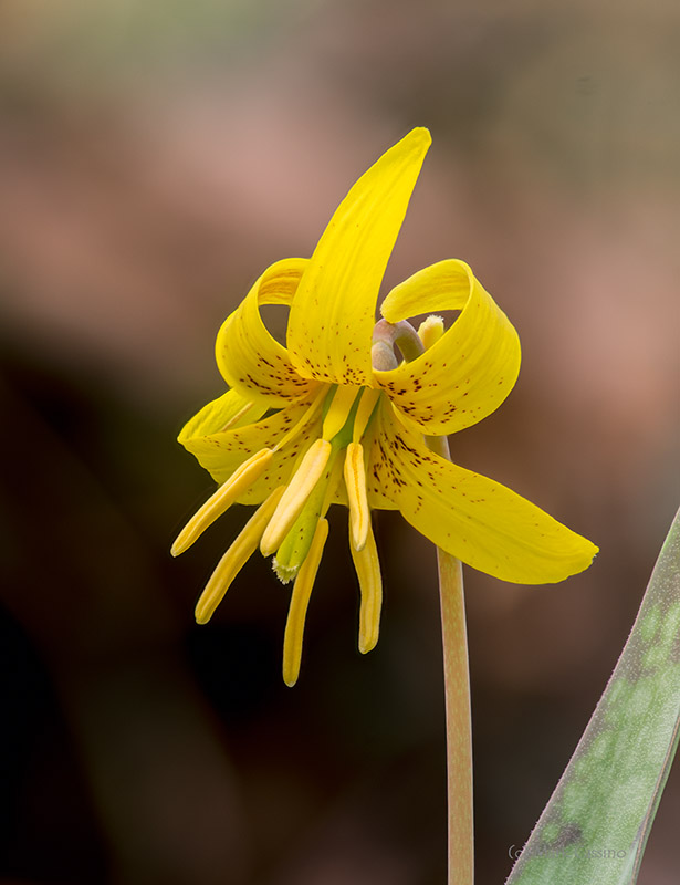Trout Lily- Erythronium americanu